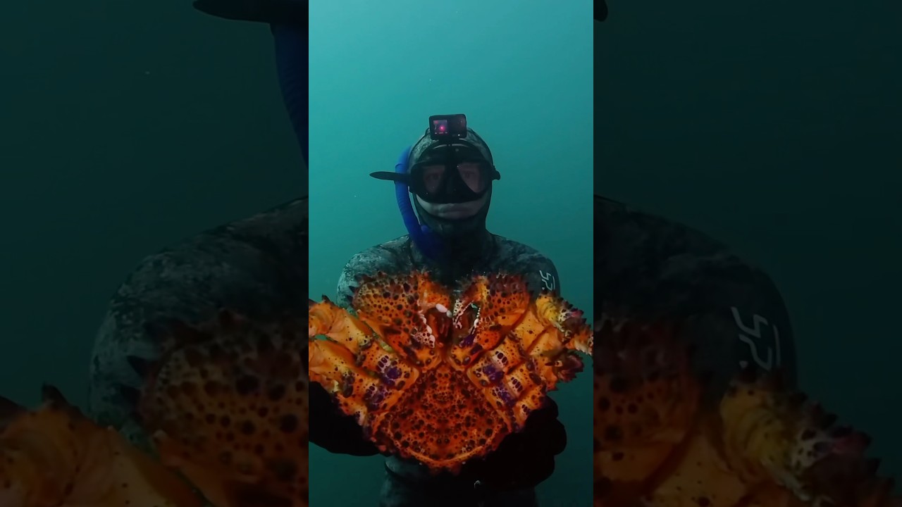 Is puget sound king crab legal to eat?