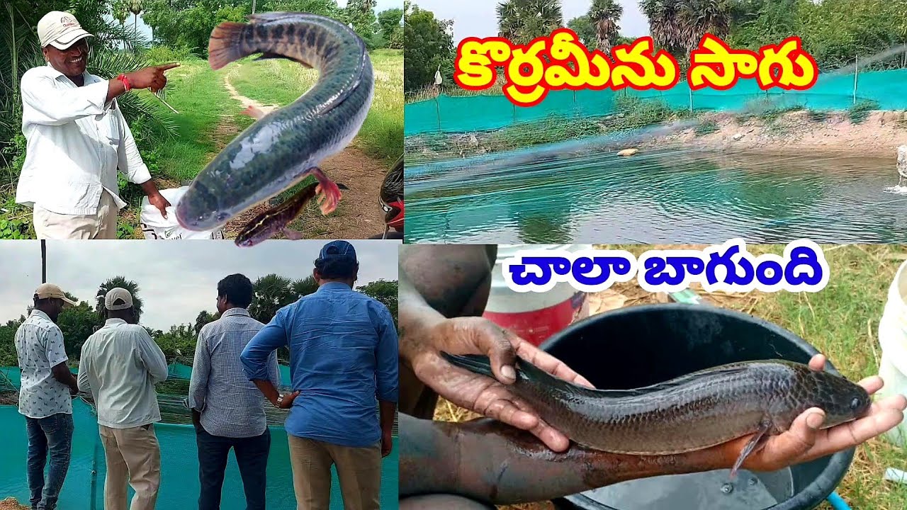 కొర్రమేను సాగు చాలా బాగుంది|Korrameenu fish farming|Murrel farming|Fish farming|Chepalu pempakam|vvr