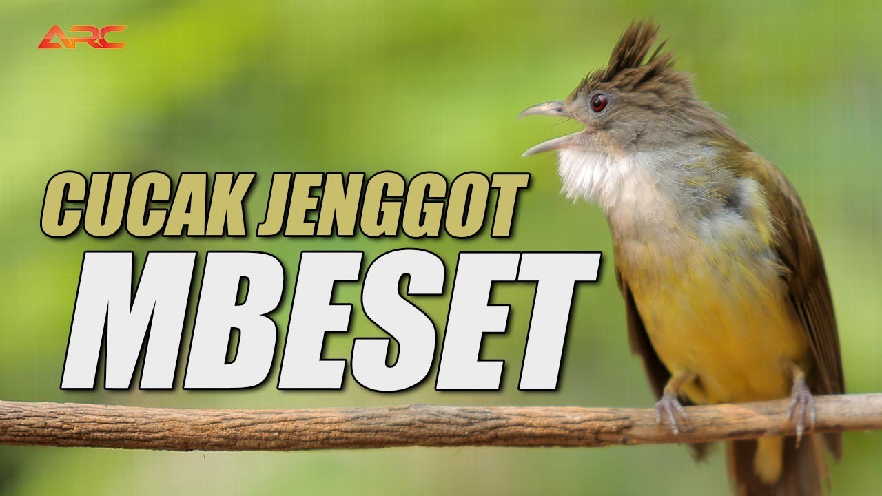 CUCAK JENGGOT GACOR SUPER PEDES