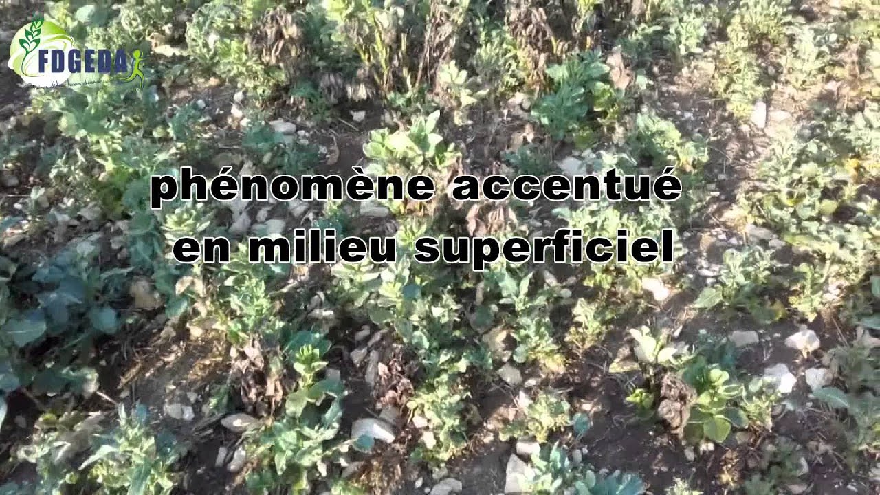 COLZA - Symptômes de phytotoxicité de sulfonylurées