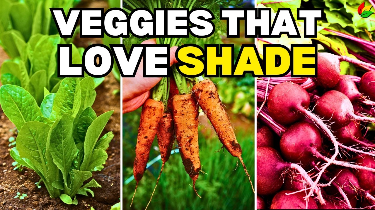 No Sun? No Problem! 14 Vegetables You Can Grow in the Shade