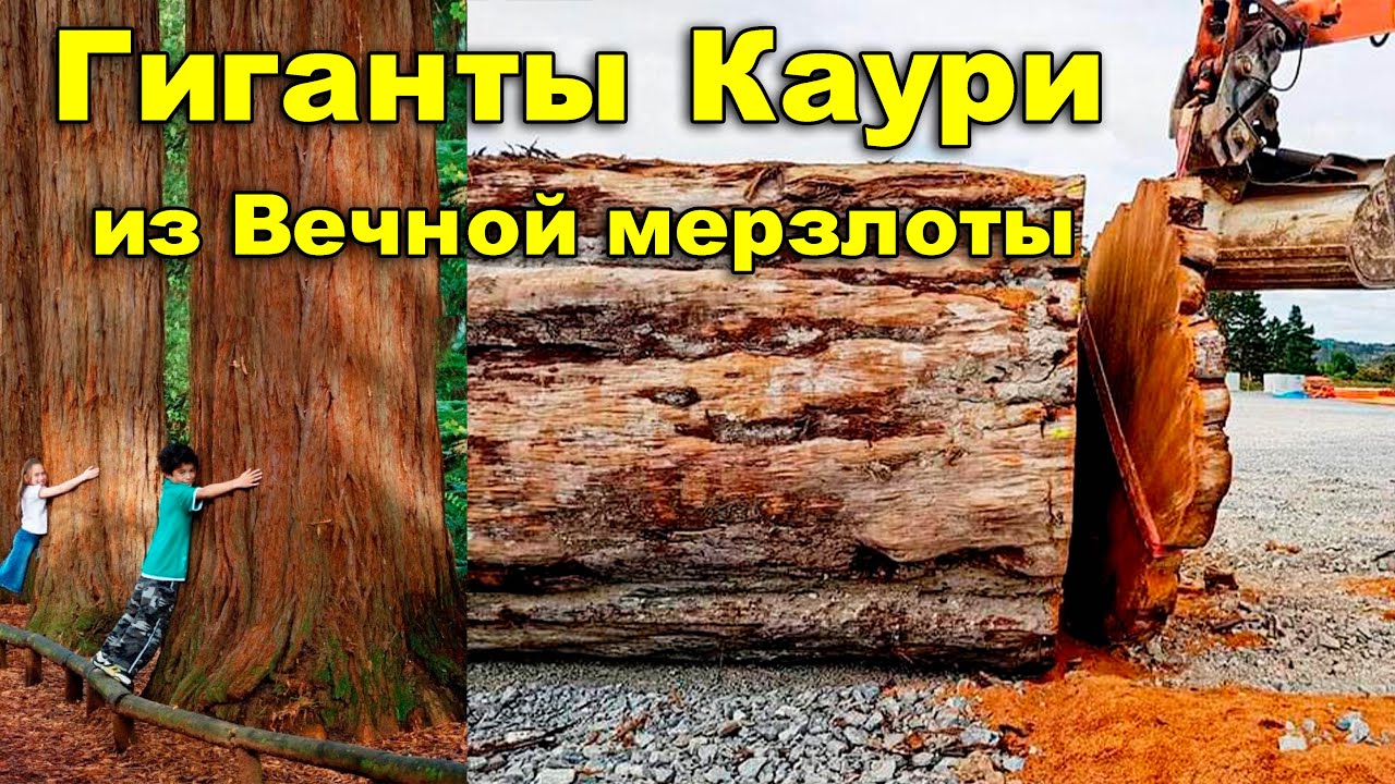 Гиганты Каури из Вечной мерзлоты.