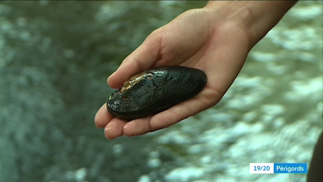 Au fil de la Dronne 1/5 : la moule perlière
