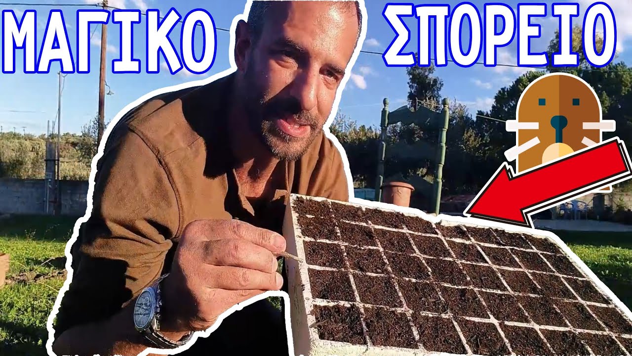 Πώς Φτιάχνουμε ΣΠΟΡΕΙΟ 🌱 ΦΥΤΩΡΙΟ για Καλλιέργεια Λαχανικών από Σπόρο!