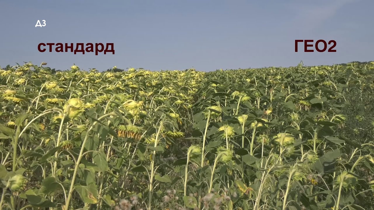 OVO RADI ! Suncokret KAO redovan  - SLIKA sve govori - BOLJI BEZ DJUBRIVA NEGO SA !!!??