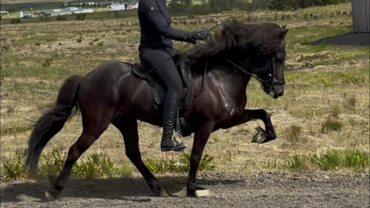Handsprengja frá Kjarri (08/25)