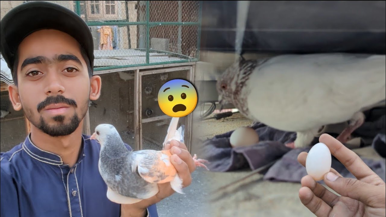 Dobaz Patha Kabootar Kholta Hi Urr Gya😨 || 2 Joro Na Itni Jaldi Anda Bhi Da Dia🤩. #itspigeonlover