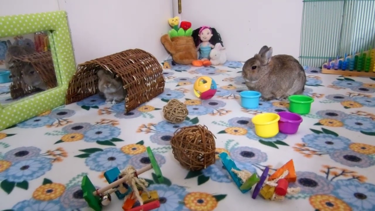 Playtime for Zora and Zita.