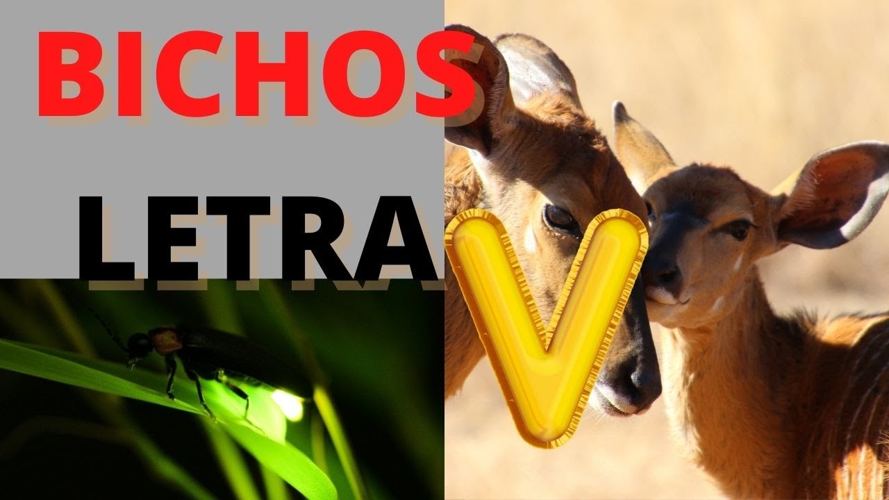 Quais s&atilde;o os bichos que come&ccedil;am com a letra V - Bichos com a letra V - Que bicho tem V.