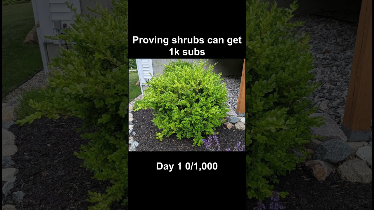 Proving shrubs can get 1k subs #shorts #shrubs #memes #viral