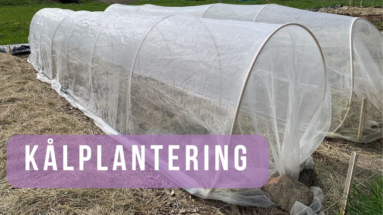 Planterar ut kålväxter och sätter upp insektsnät
