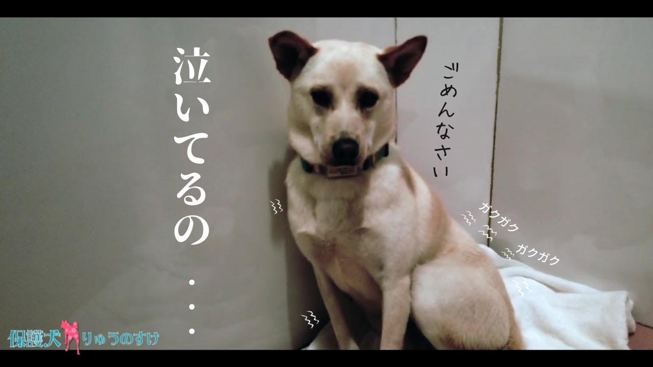 殺処分に怯えていた犬が心を開く瞬間・・1年後、生まれて初めて〇〇に見せた姿に涙が止まらない【保護犬りゅうのすけ】