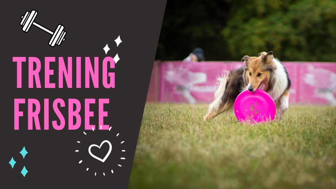 Jak wygląda nasz trening frisbee??