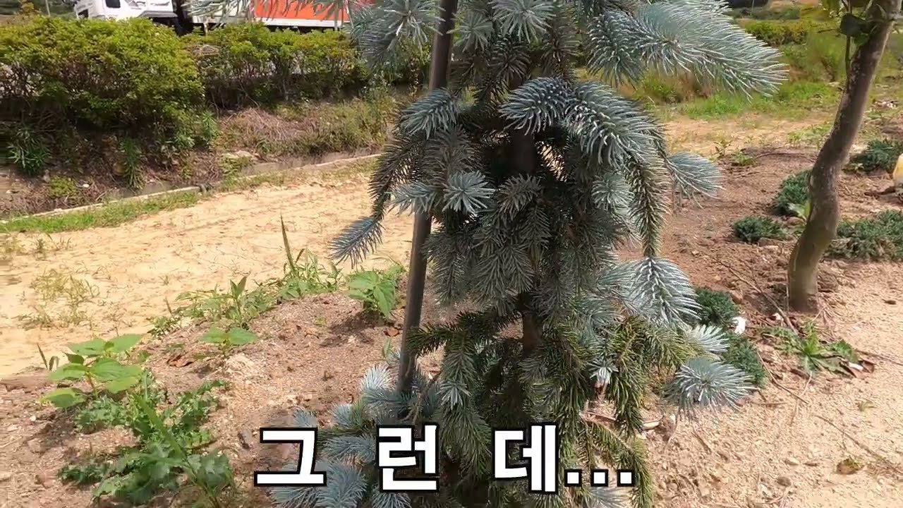 정원수소개 : 은청가문비 재배, 증식 방법 및 주의점