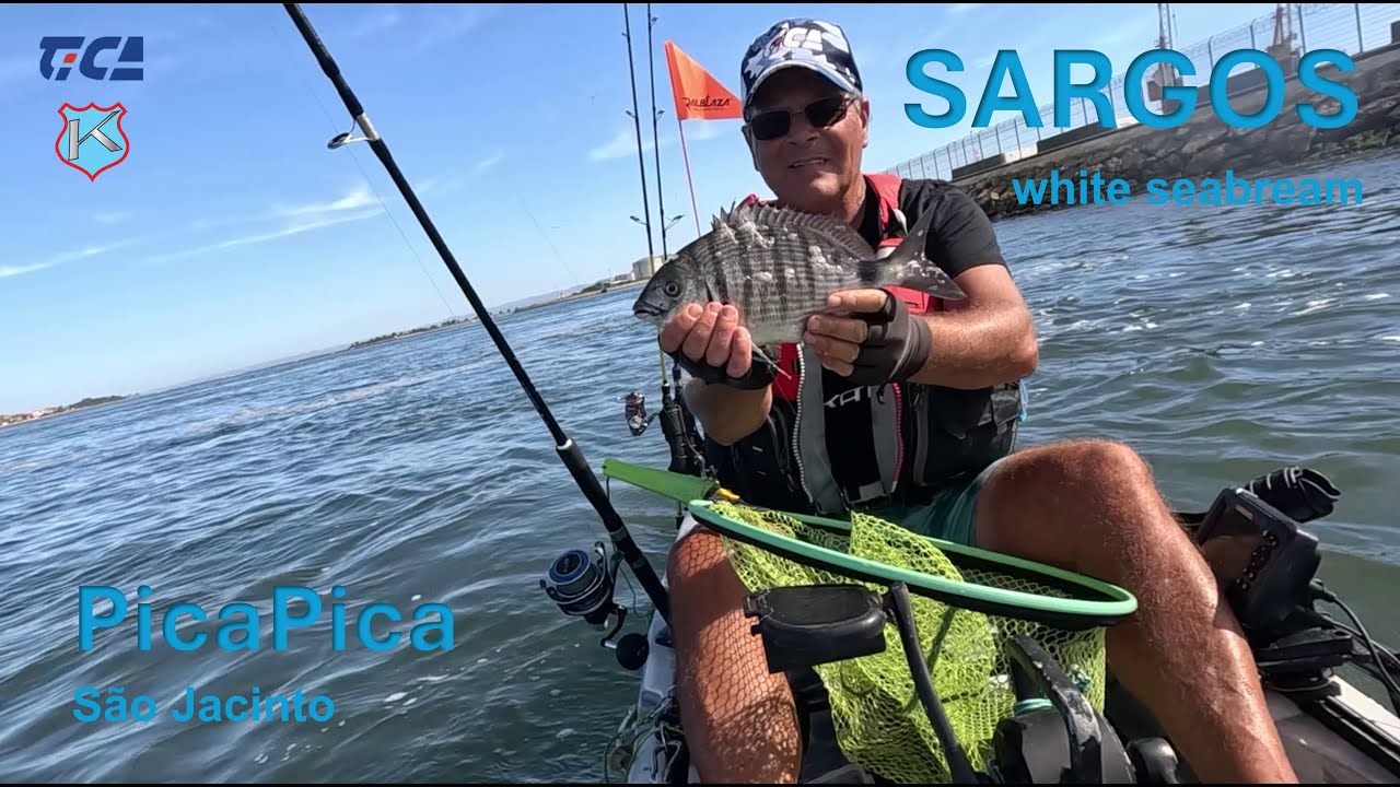 SARGOS - White seabream