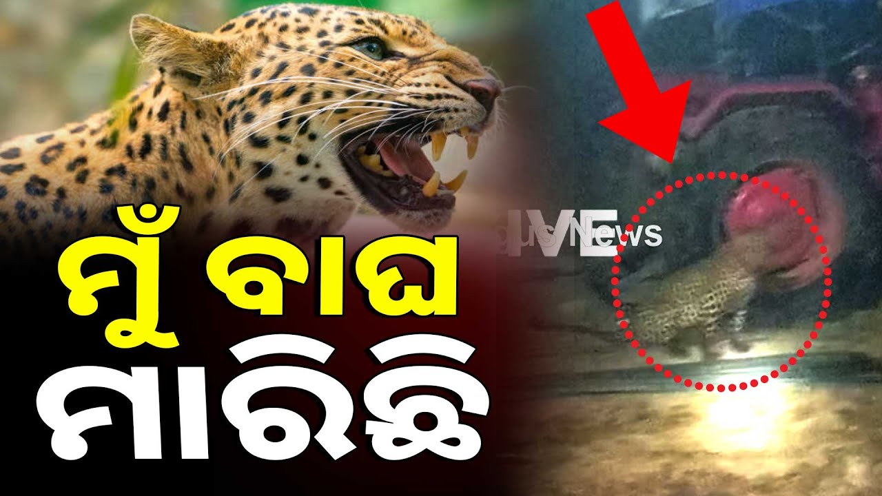 🔴Big Breaking Live | ମୁଁ ବାଘ ମାରିଛି | Tiger Attacks Man | Narasinghpur | Argus News
