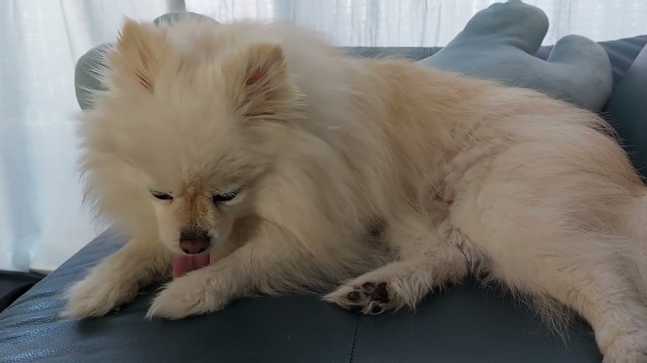 고양이처럼 그루밍하는 강아지