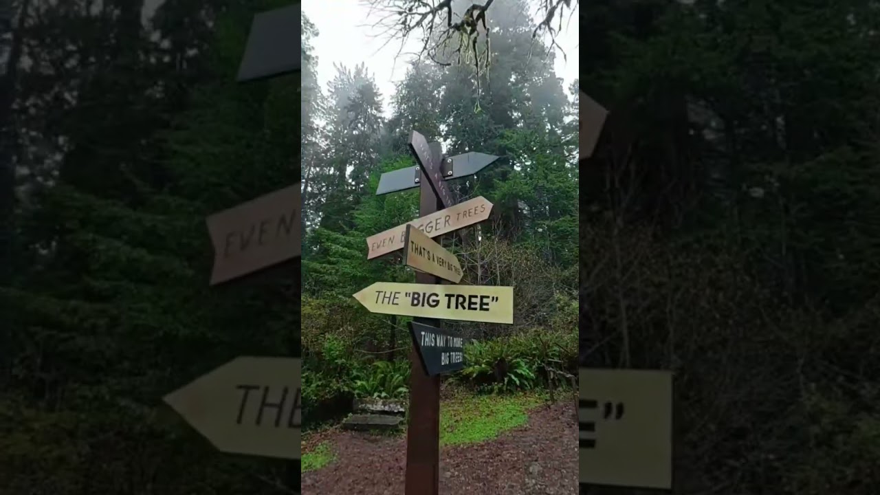 A walk through Redwood National Forest #hike #hiking #nationalpark