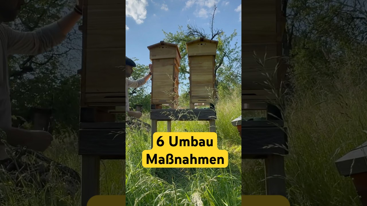 6 einfache Ma&szlig;nahmen f&uuml;r eine bessere Bienenbeute