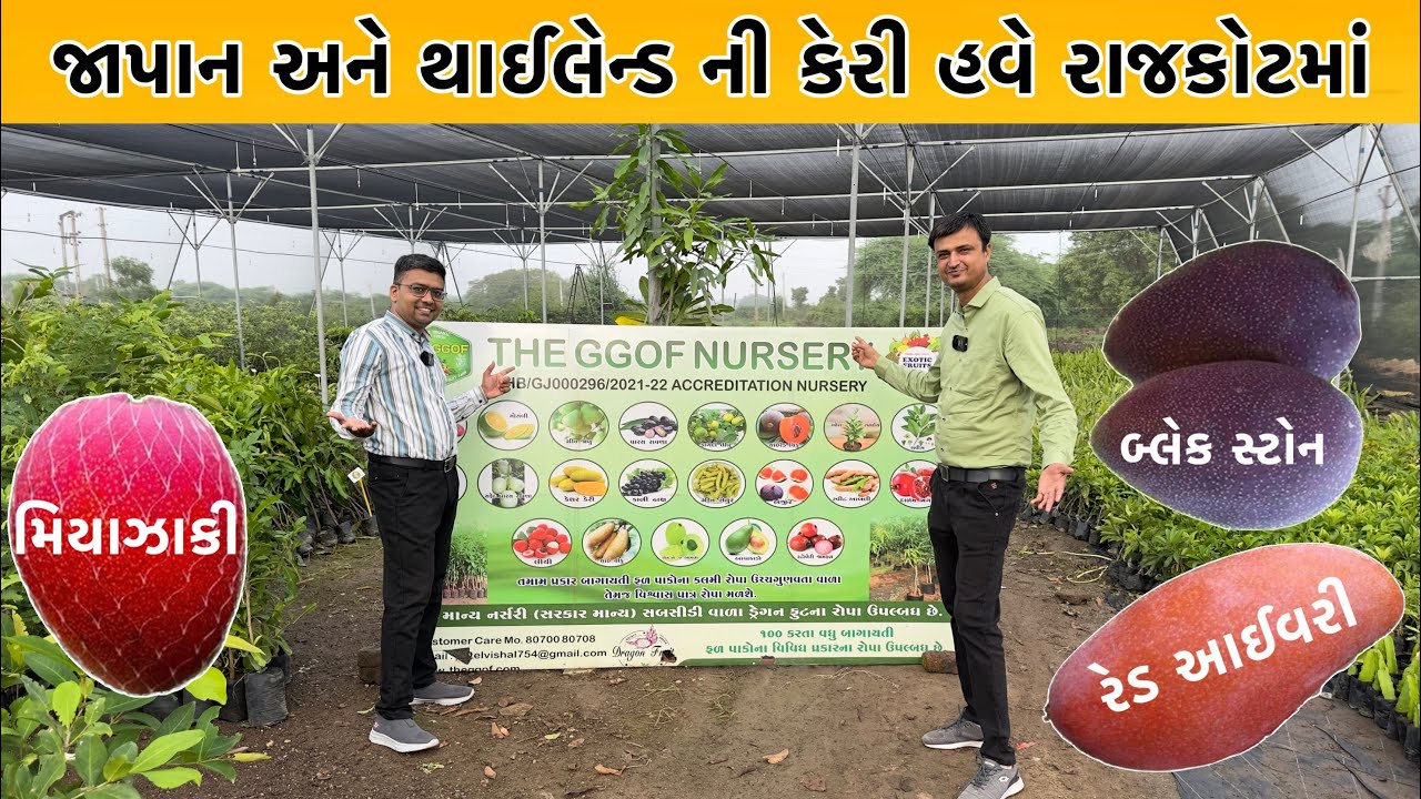જાપાન ની મિયાઝાકી કેરી હવે રાજકોટમાં || 100 કરતાં વધારે ફળો ની ગાર્ડન નર્સરી || બાગાયતી ખેતી