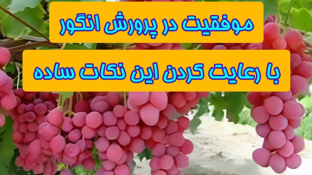 موفقیت در پرورش درخت انگور با عمل به این نکات ساده