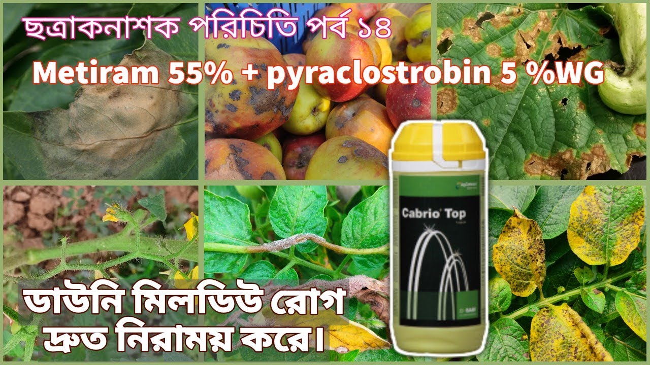 cabrio top | কিভাবে কাজ করে, কীভাবে ব্যবহার করবেন।