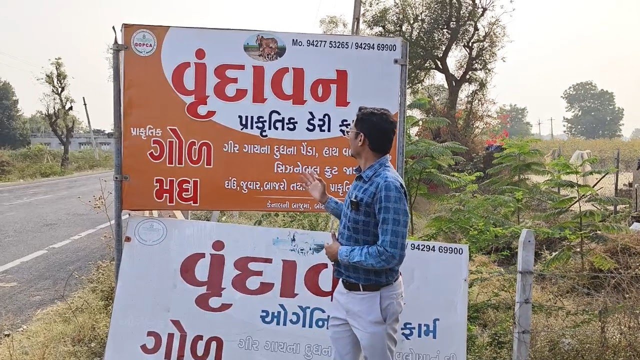 ઓર્ગેનિક શેરડીનો પ્રાકૃતિક ગોળ  VRUNDAVAN DAIRY FARM GADHADA