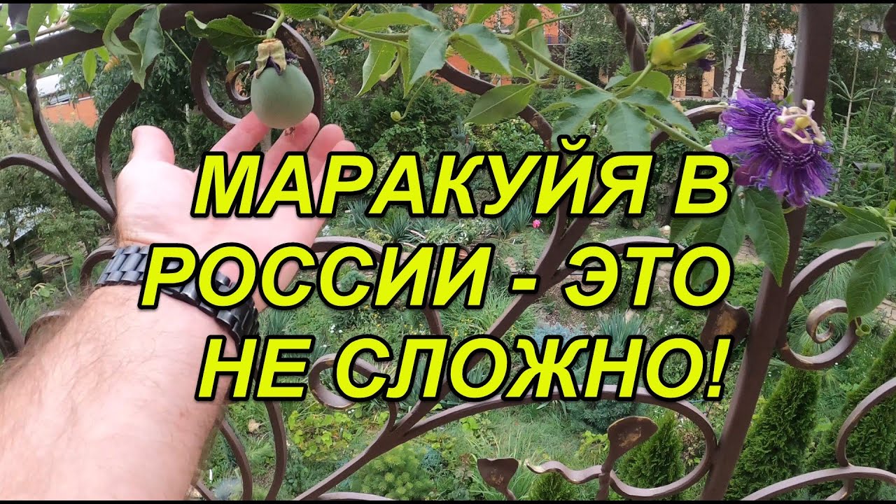 ПАССИФЛОРА=МАРАКУЙЯ выращиваем и собираем урожай в России. Никаких сложностей! Только полив и солнце