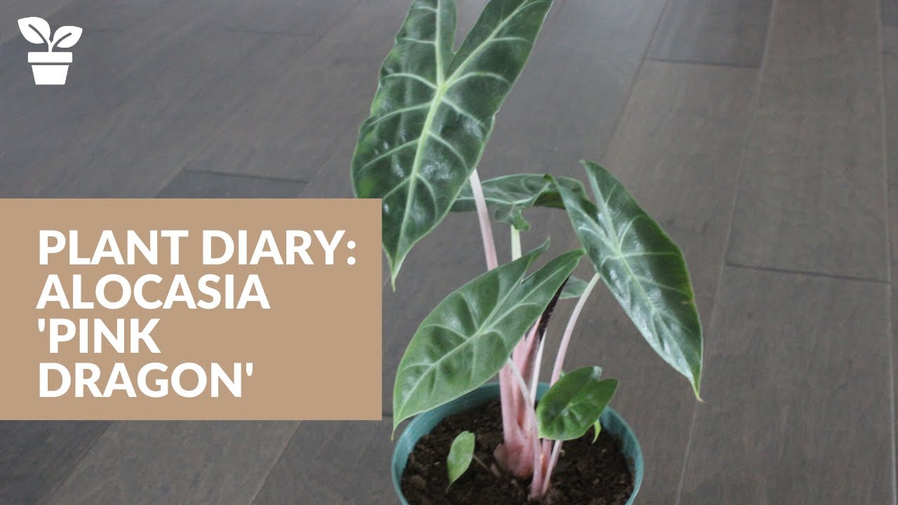 Plant Diary: Alocasia 'Pink Dragon'