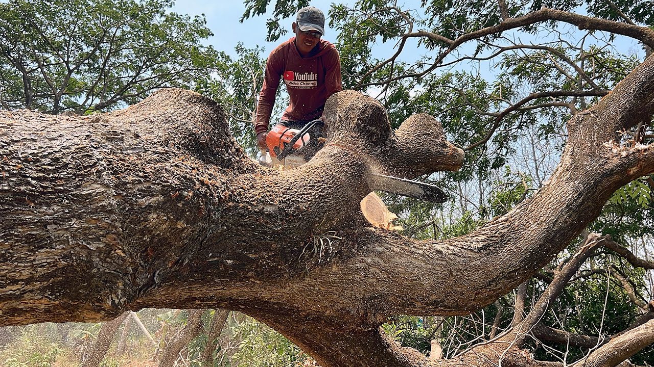 Fast and easy ‼️ Stihl ms881, Cut down 3 trembesi trees in the rice field.