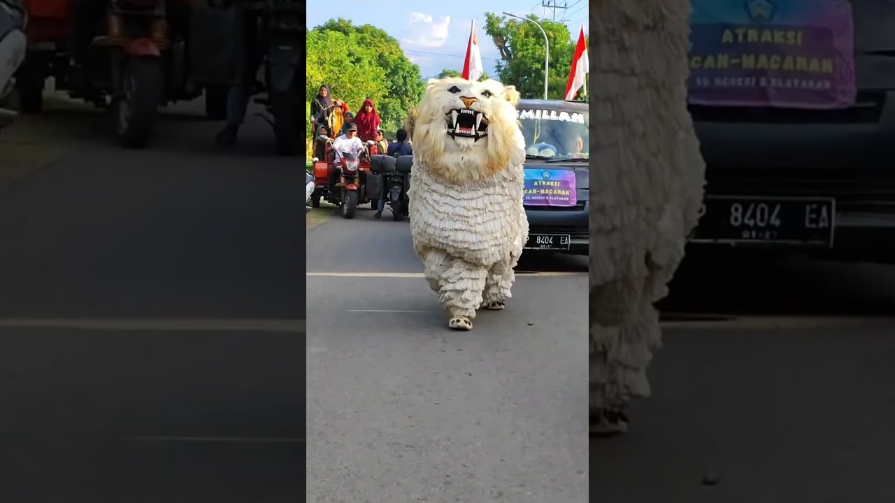 CAN MACANAN SALTO ‼️🔥✌ #shorts #canmacanan #barongan #atraksi