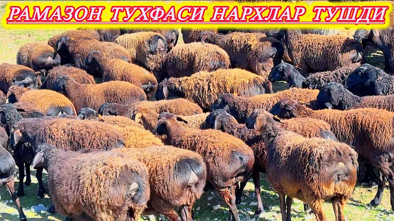 ЭСКИ НАРХДАН БИР МИЛЛИОНДАН АРЗОН 