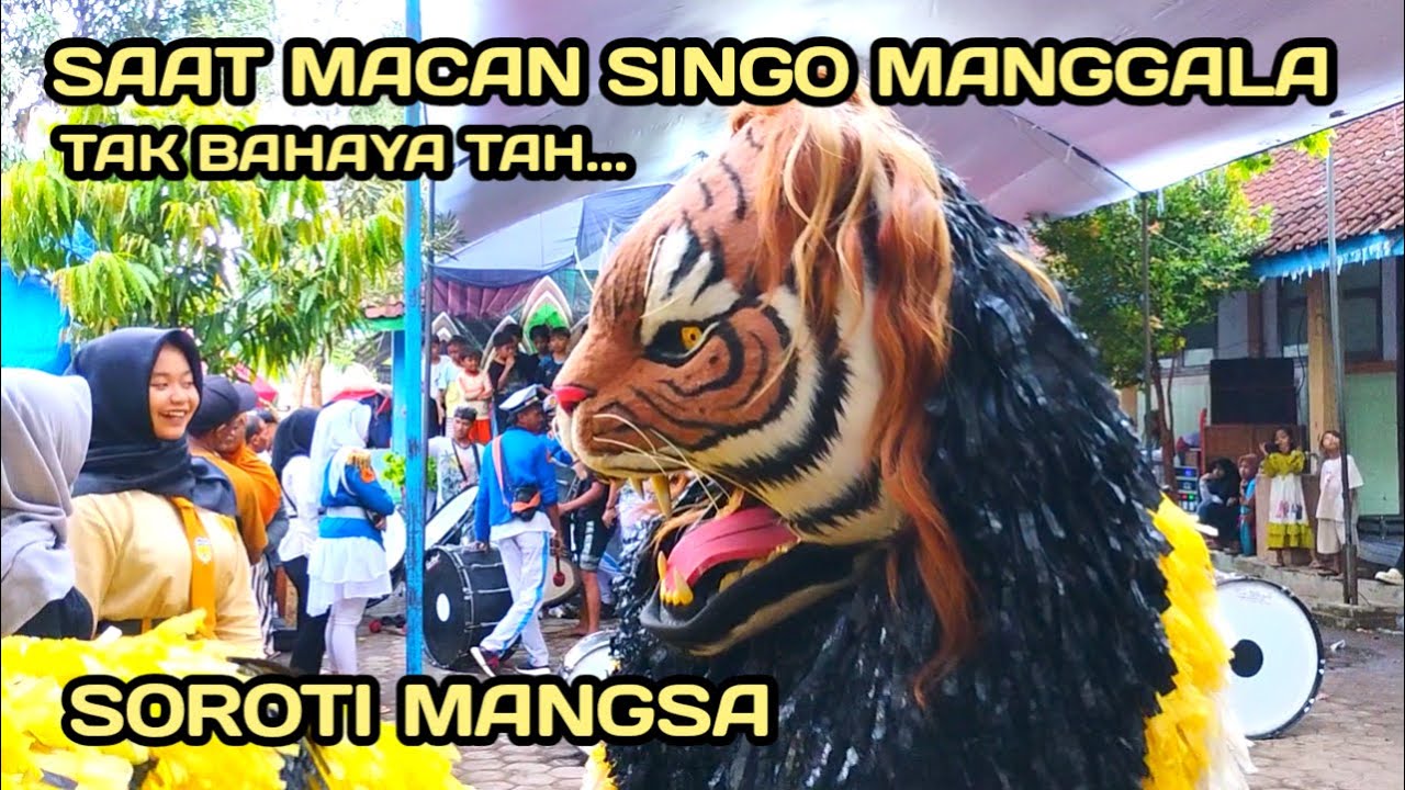 SAAT MACAN SINGO MANGGALA BERAKSI SOROTI MANGSA