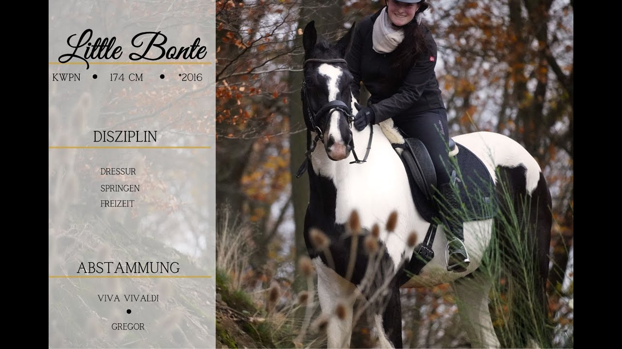 SOLD: ** Little Bonte ** Pferdehandlung Dederichs **