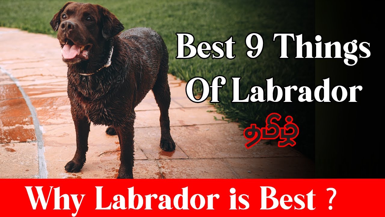 Why Labrador Is Best Dog ?  in Tamil