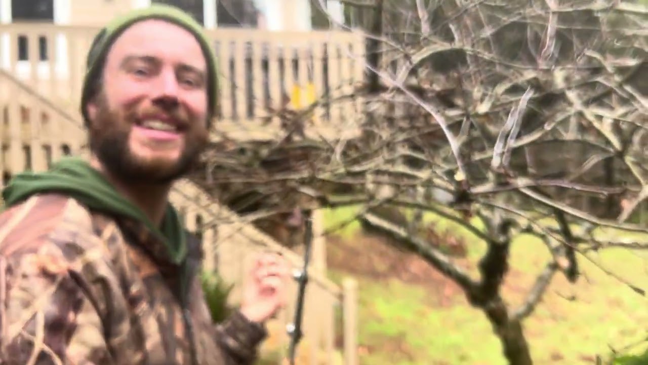 How to prune fruit trees (remove upright lateral branches)