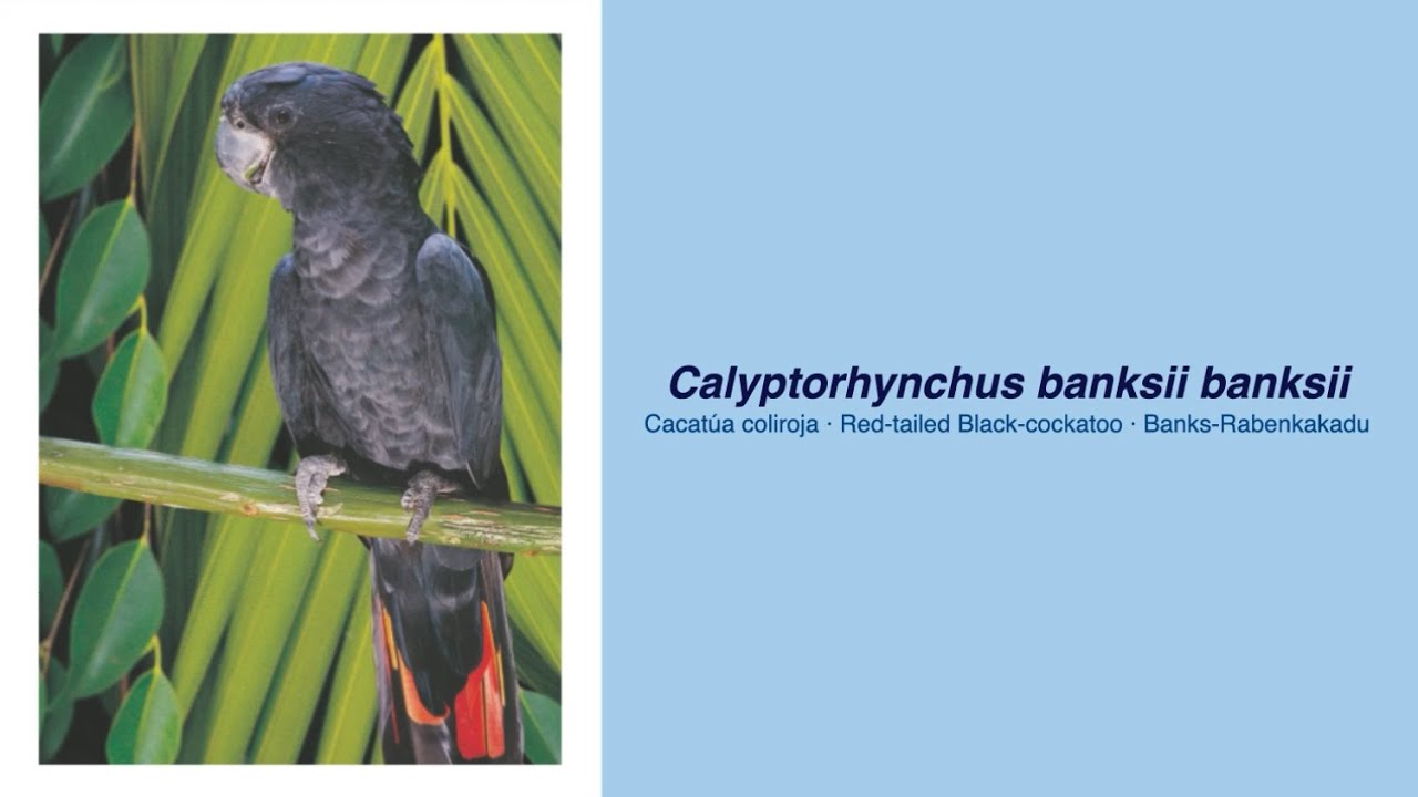 350 Parrot Species - #58 Calyptorhynchus banksii banksii