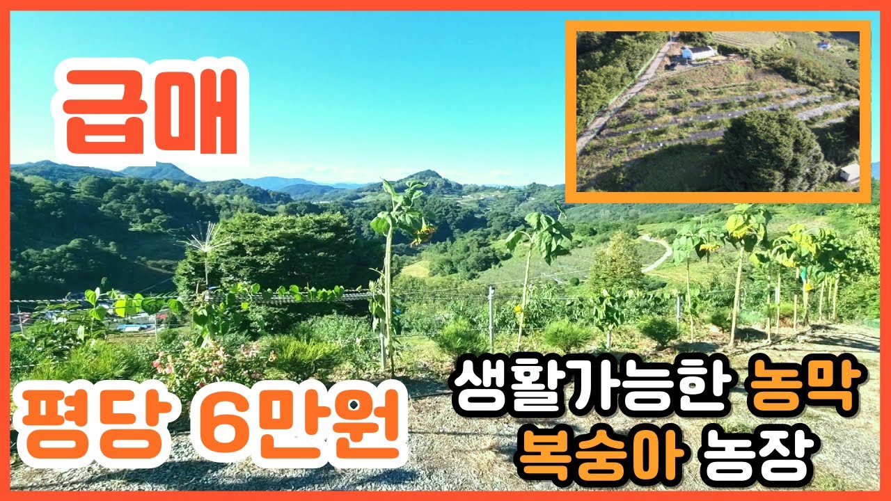 [급매]생활가능한  농막 + 복숭아 농장ㅣ평당6만원 ㅣ1,327평ㅣ금액 8천만원 ㅣ귀농 귀촌 주택지 [충북제천토지] 부동산 전원일기TV