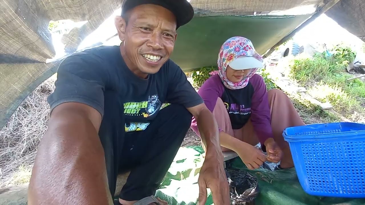 BANTU DULUR BUGIS  CIPUK UDANG 