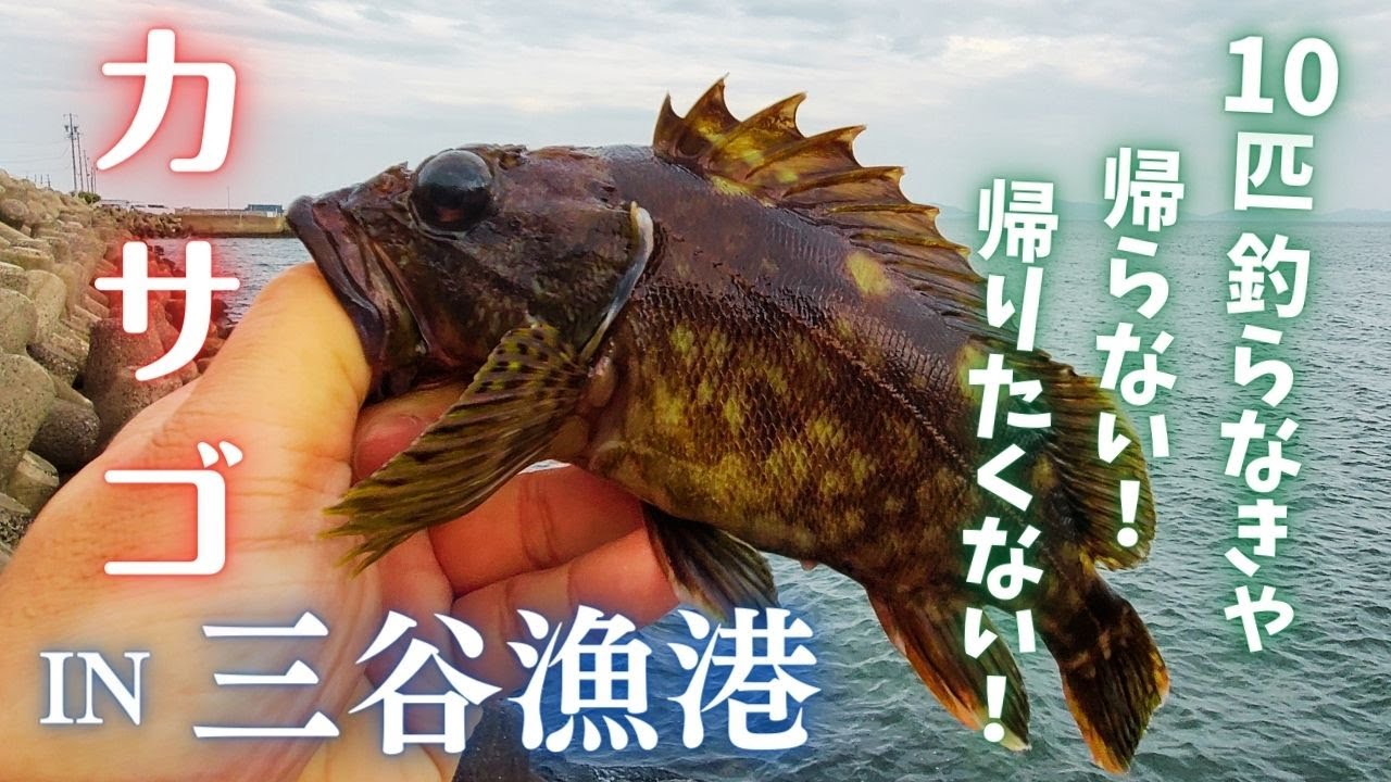 【穴釣り】10匹釣らなきゃ帰らない！！三谷漁港で根魚を狙う　2023年4月末