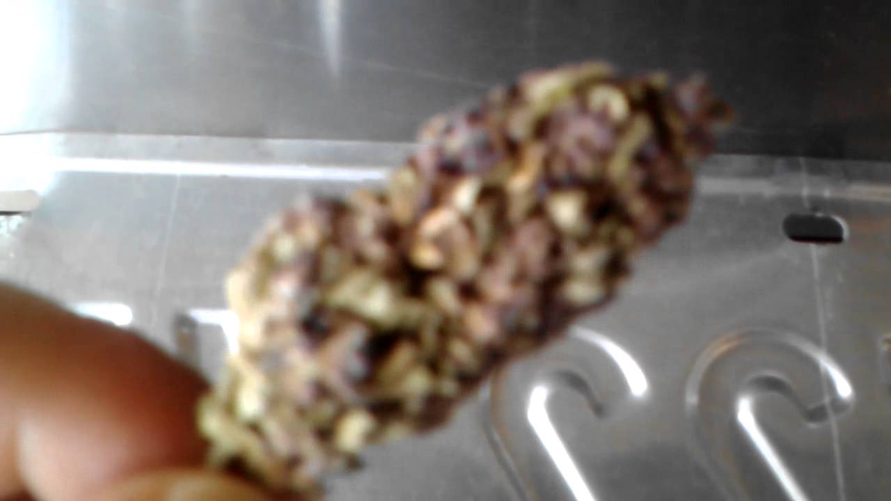 Purple chocolate kush