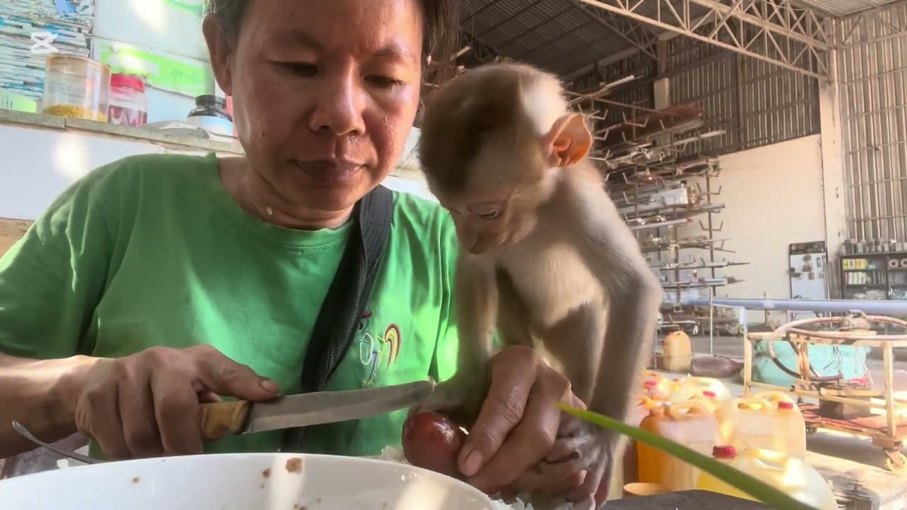 Mary eat sausage #animals #monkey #mary #asmr