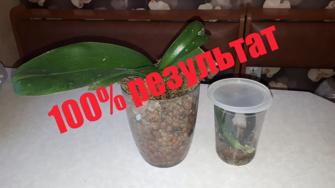 100% РЕЗУЛЬТАТ, РЕАНИМАЦИЯ ОРХИДЕИ БЕЗ КОРНЕЙ