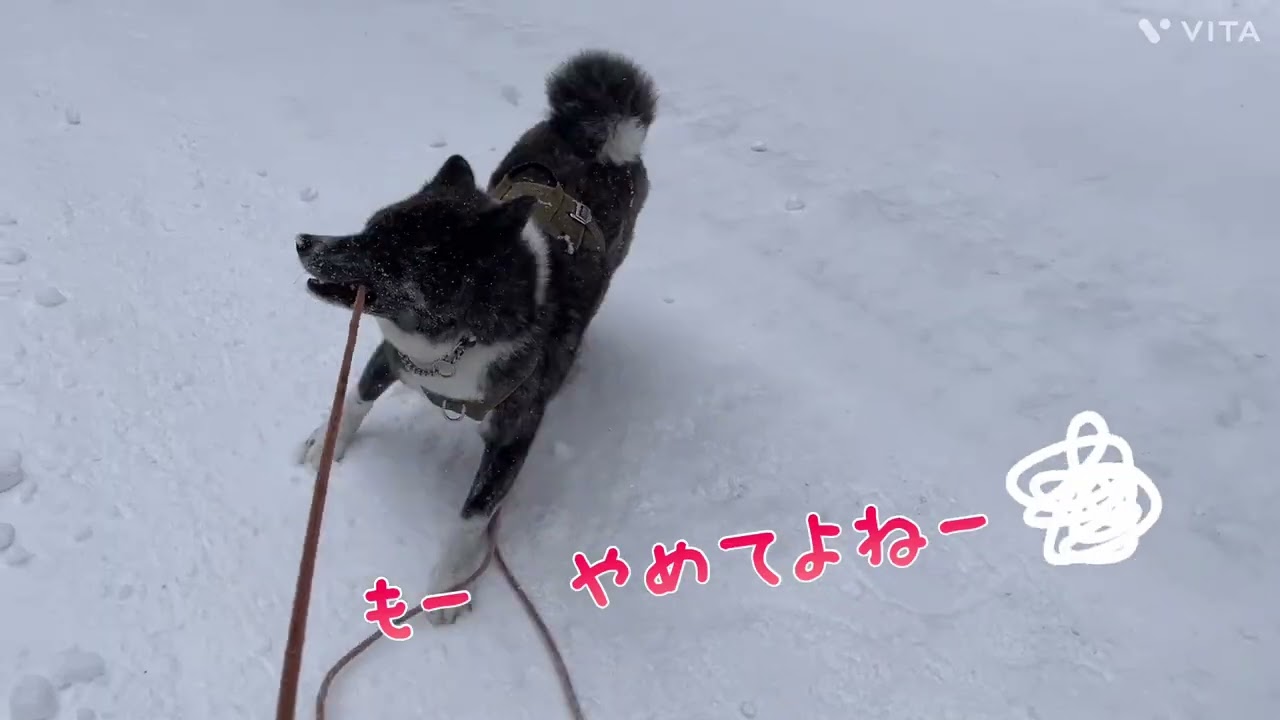 雪山散歩🐕　秋田犬虎毛女子