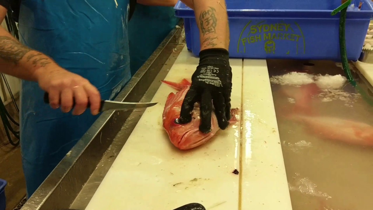 Filleting Nannygai