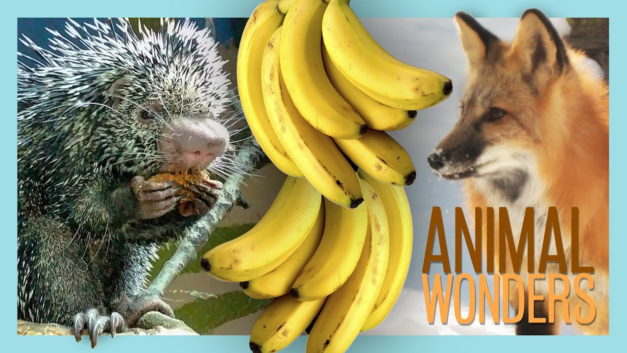 Banana Eating Contest!
