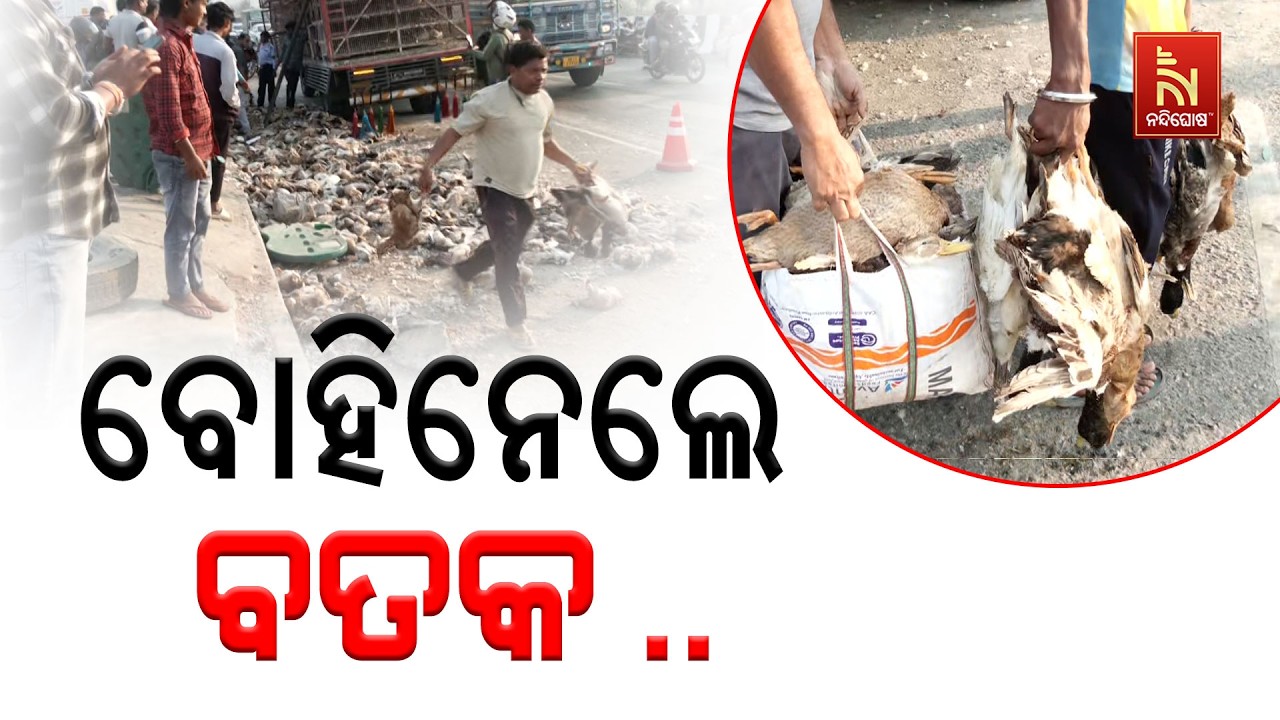 ଭୁବନେଶ୍ବର ଆଇଗିଣିଆ ଓଭରବ୍ରିଜରେ ବତକ ଗାଡି ଦୁର୍ଘଟଣାଗ୍ରସ୍ତ । ଚାଲିଗଲା ୩୦୦୦ରୁ ଅଧିକ ବତକଙ୍କ ଜୀବନ ।