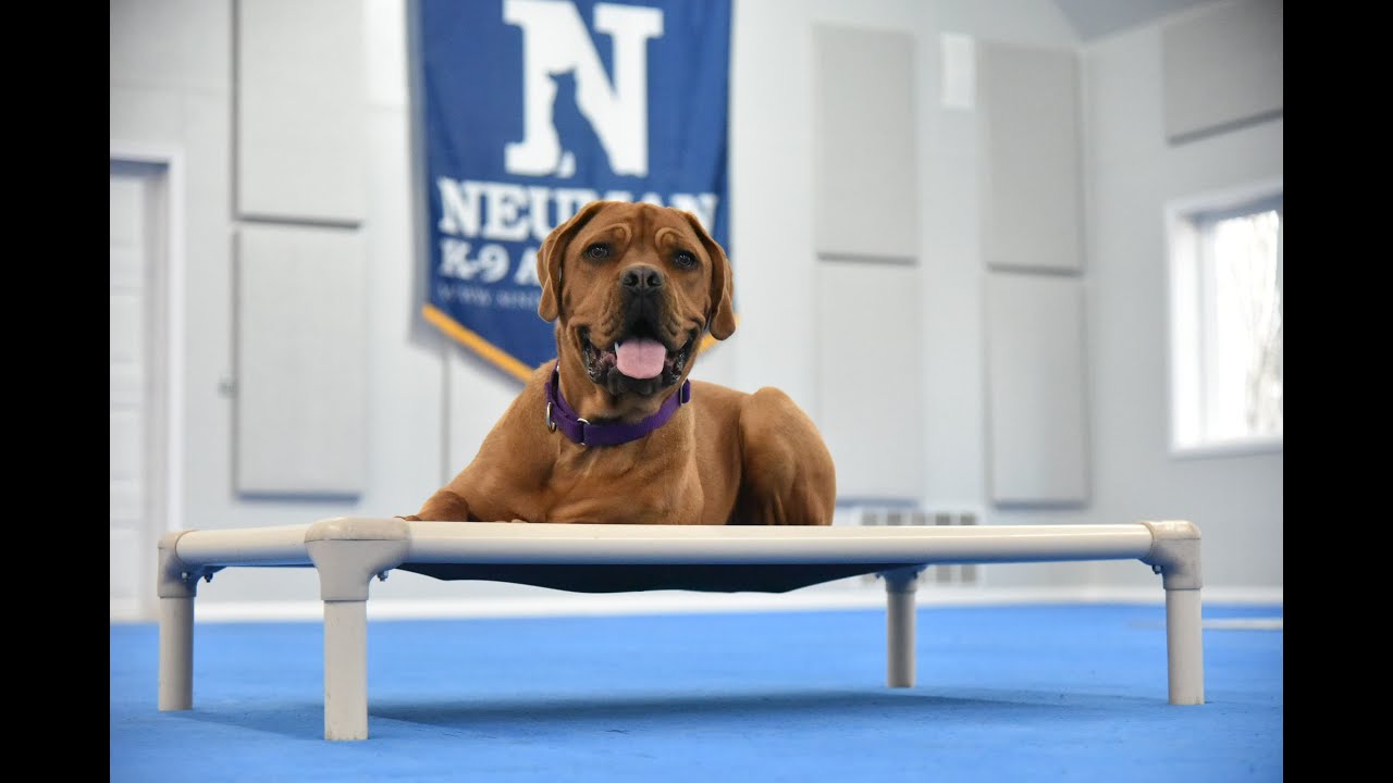 Nova (French Mastiff) Puppy Camp Dog Training Video Demonstration