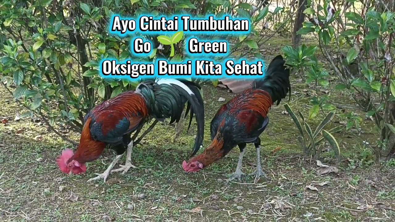 ANAK BAHAGIA MEMBERI MAKAN AYAM💓 MENCINTAI BUMI KITA 🌱 MELESTARIKAN PEPOHONAN 