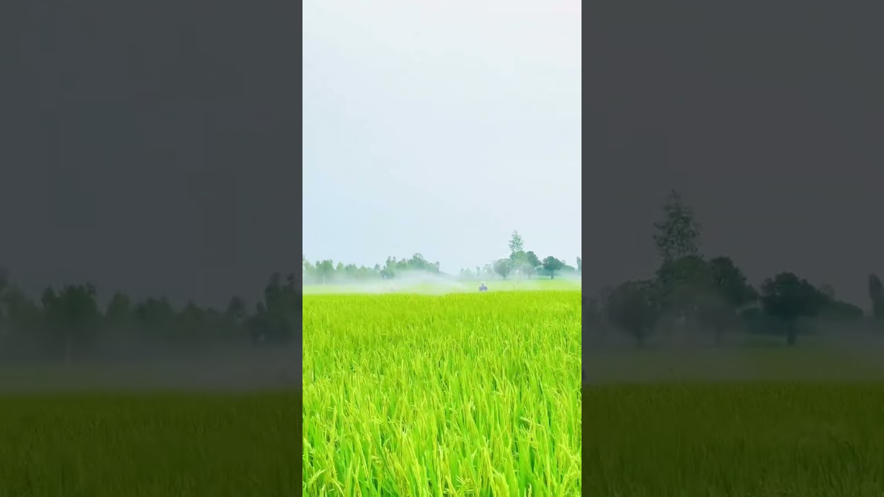 basmati dhan 